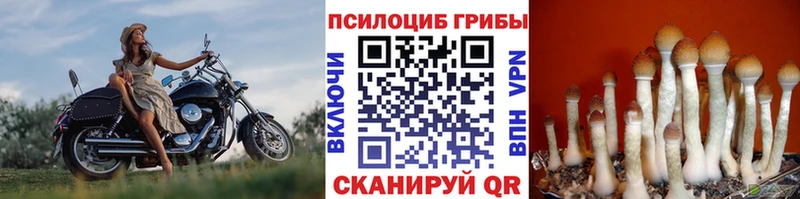 Псилоцибиновые грибы прущие грибы  Купить закладки  Болхов 